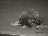 Porcupine [ 4 images ]